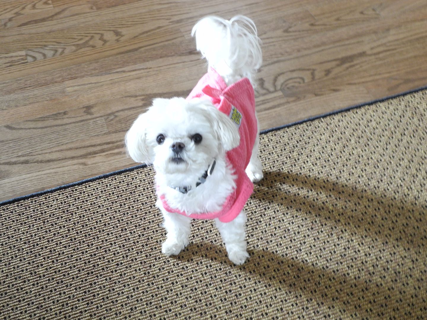 Suki was wearing her cute pink sweater when I got there today!