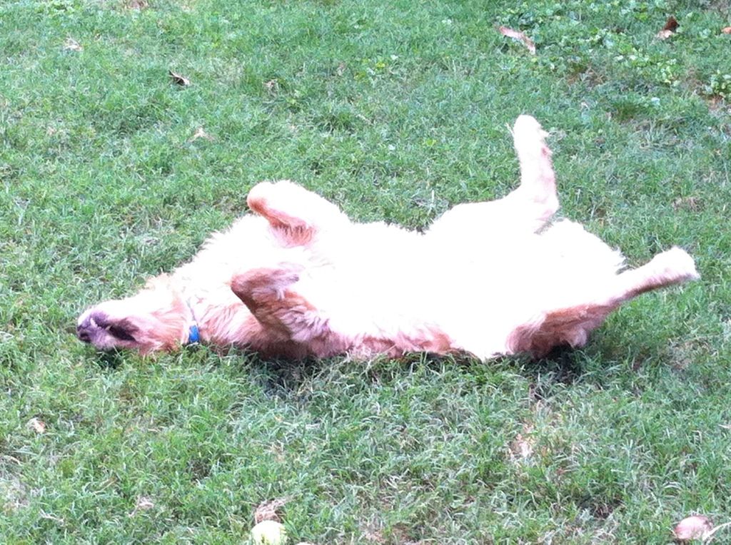 Lincoln is showing me his rawhide!