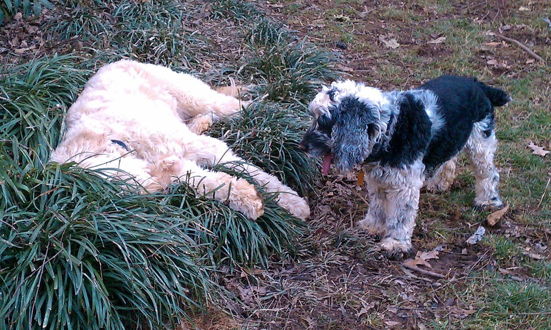 Laura was laughing:  she said Hadley stole Ollies tennis ball and then rolled over like he was playing dead.  She felt bad for Ollie.