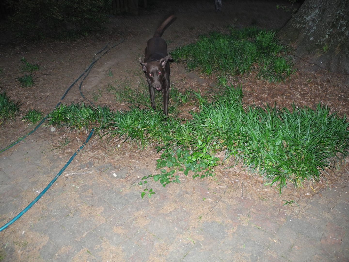 Hawk with his ears just flapping as hes running back to me after retrieving the tennis ball.