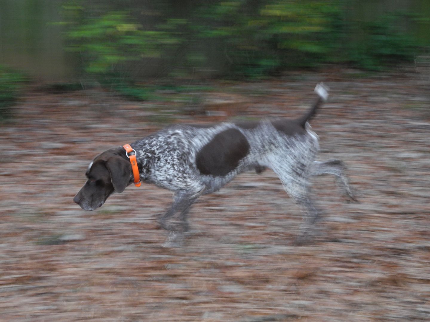 my best attempt at an action photo of Turk running through the yard