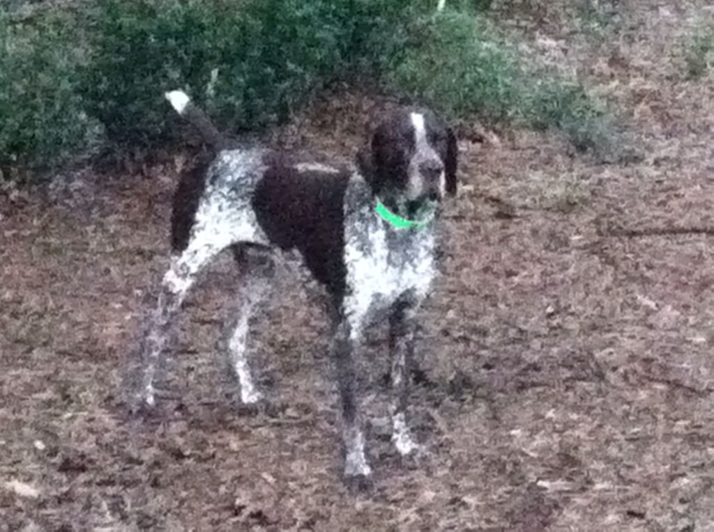 Turk - waiting to see once I throw the tennis ball, can he get to it before Hawk?