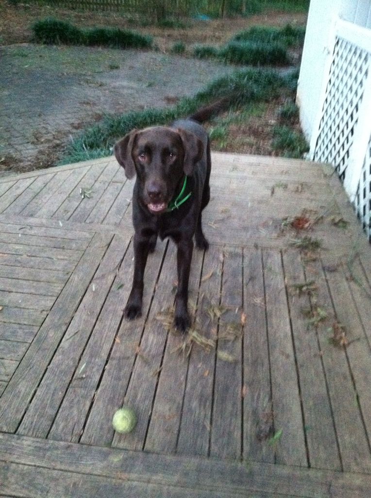 Hawk - wishing Id throw the tennis ball!