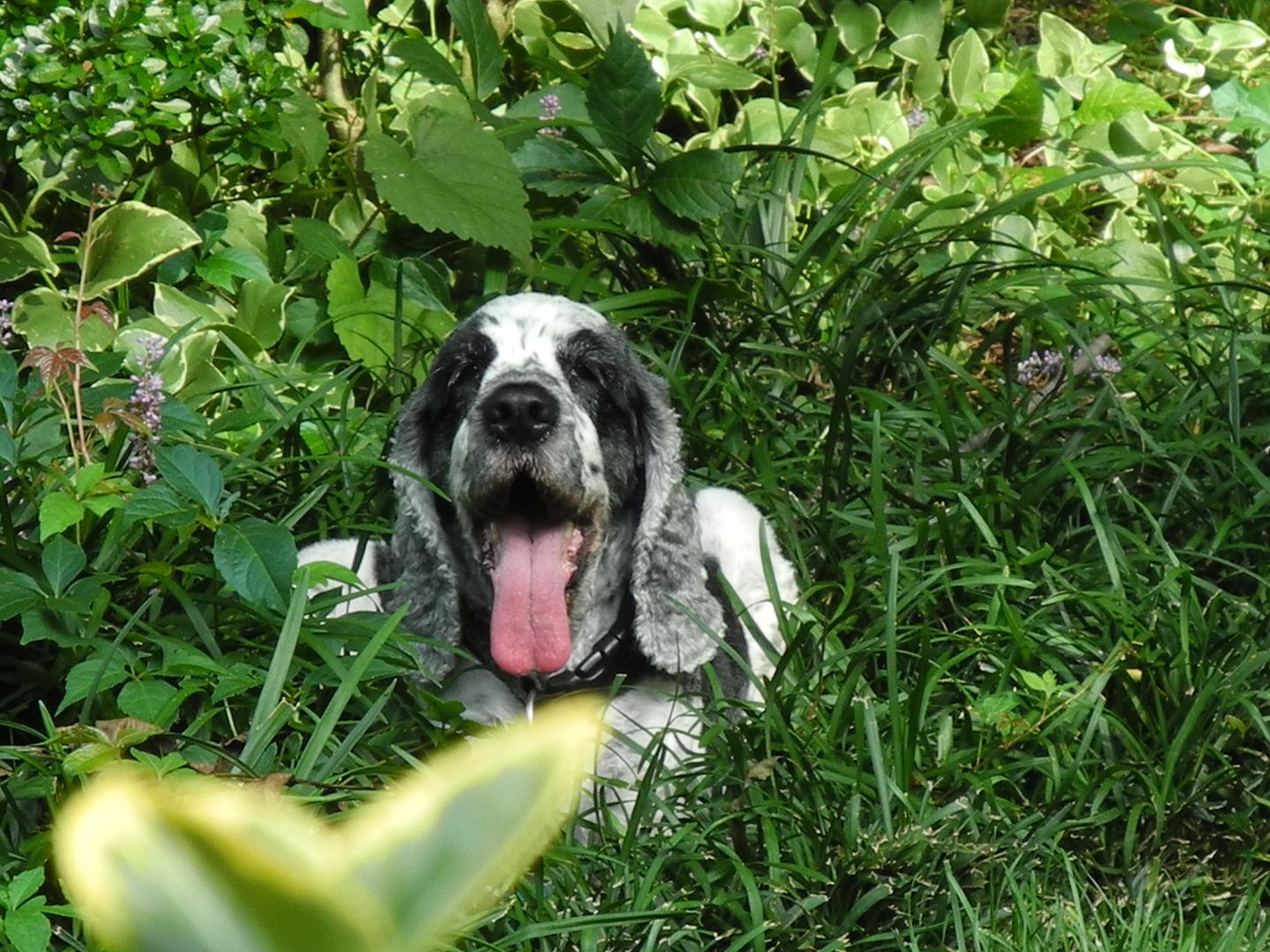 Ollie panting after playing ball.