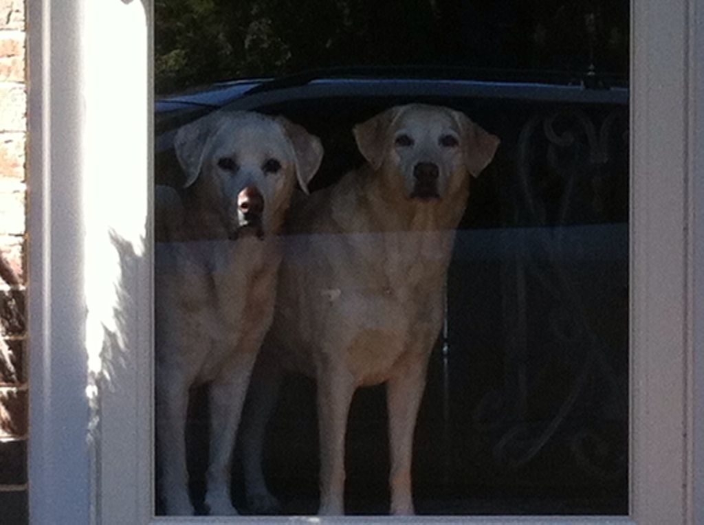 Sam and Willow watching me drive out of the driveway.  Sam loves the storm door we installed for him.  Really, we got it for him.