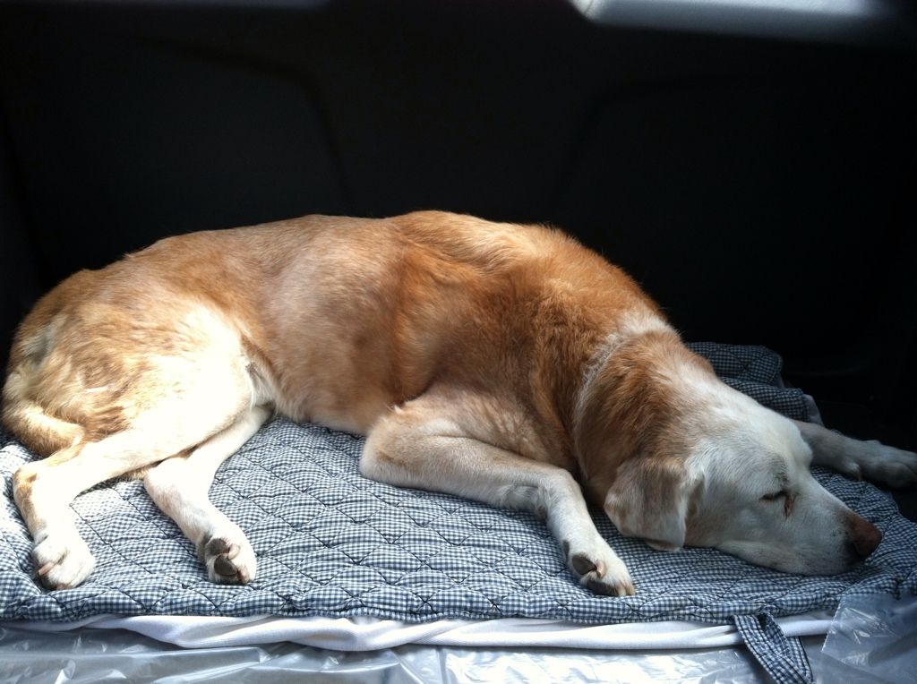 Sam in the back of the car at the vets office.  We were waiting for a room to be ready.  I thought this might be the last picture I ever took of him.  Luckily it wont be.