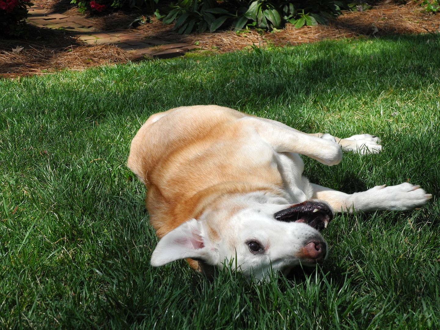 Sam says Hi Dad.  Sammy doesnt understand why Buddy doesnt like it outside.  He loves it!