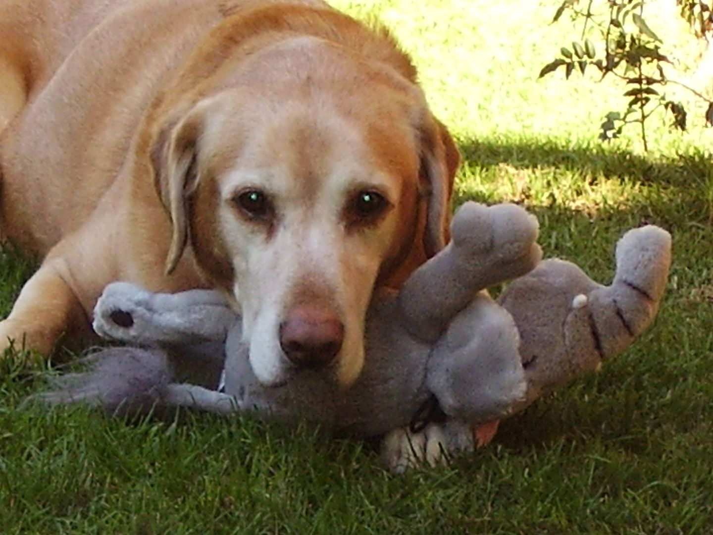 Sam decided he liked Sloans elephant and he stole it.  Does he look guilty?