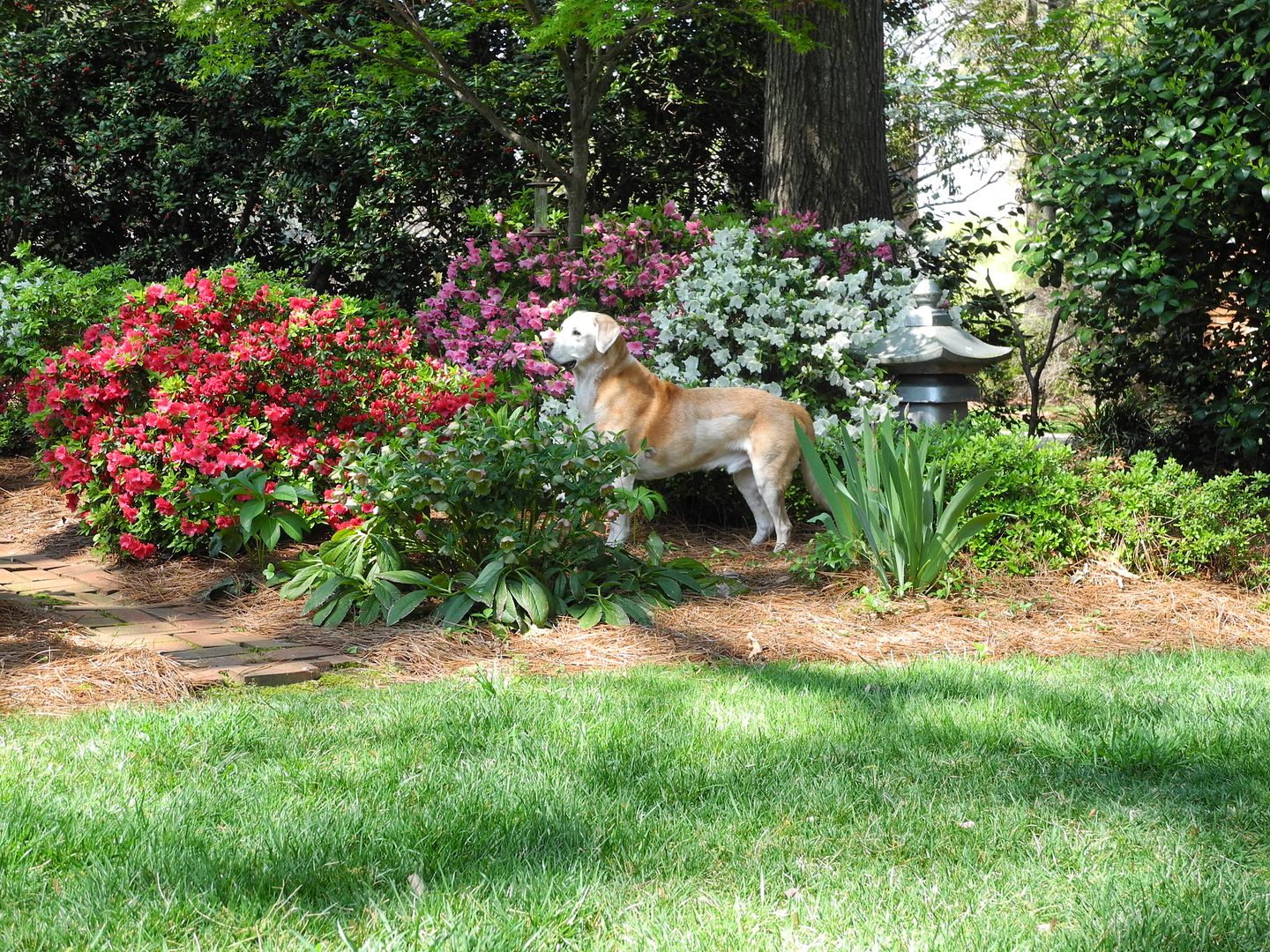 Sam in his backyard.