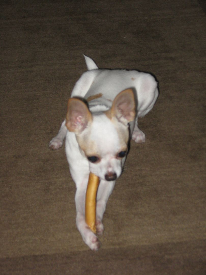 Alex was going to town on this bone last night!