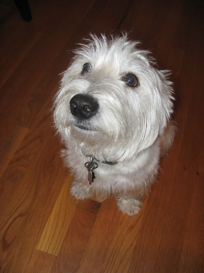 Chipper is sitting nicely for a treat!