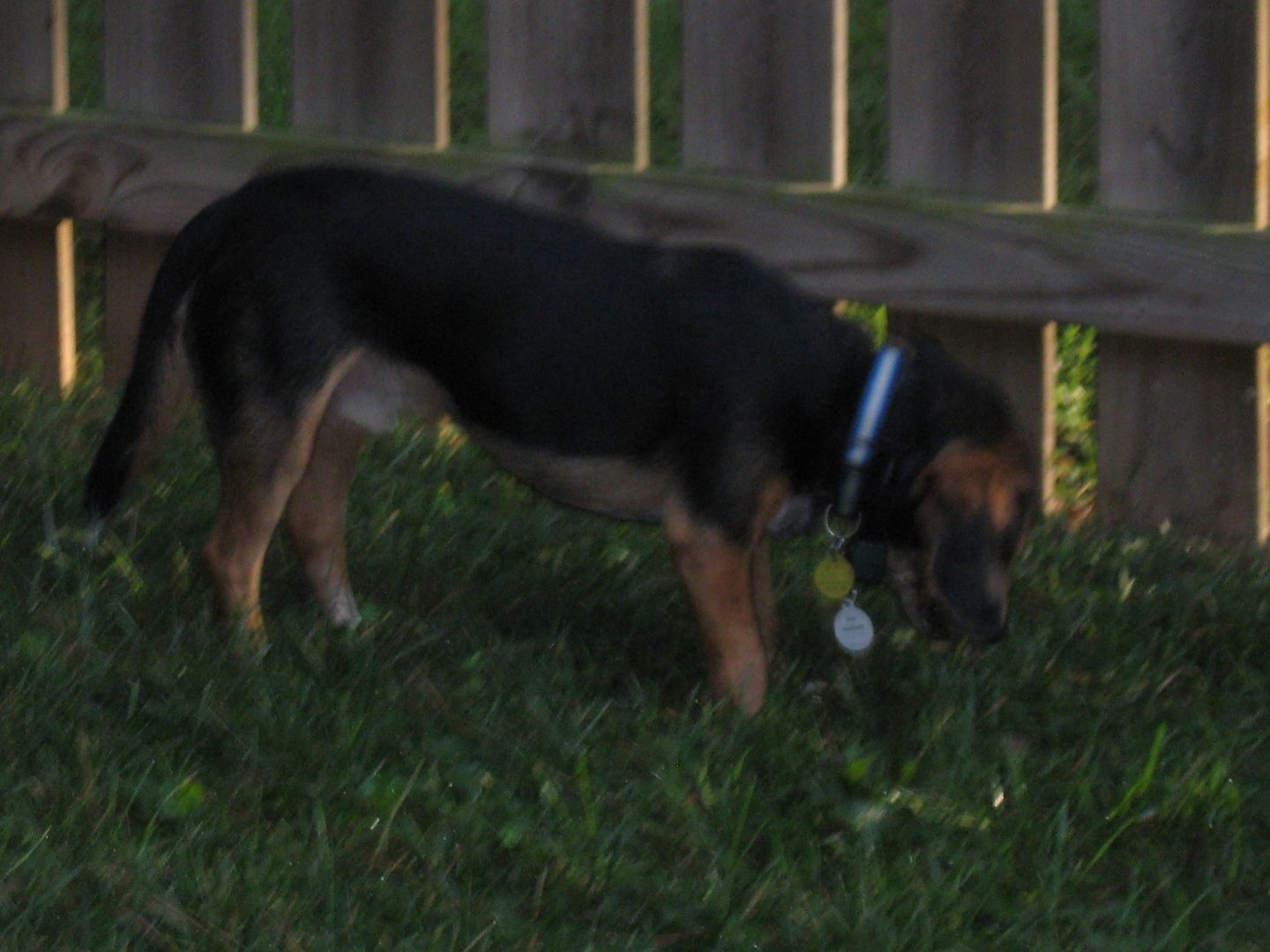 Dash just wanted to eat grass this morning!