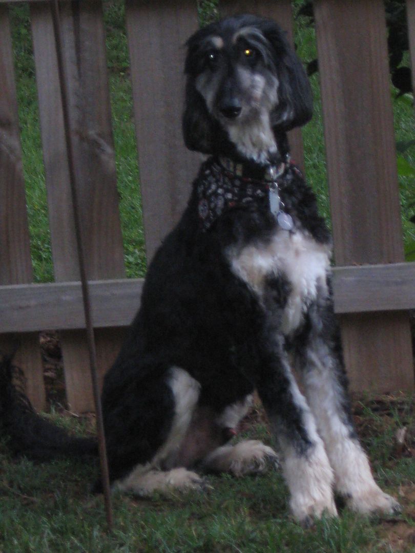 Einstein was content to hang out and watch everyone else this morning.