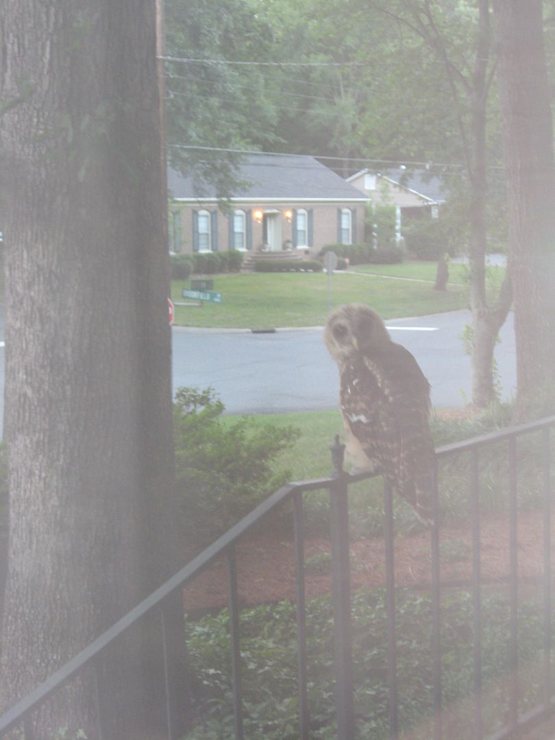 Mr Owl was checking me out when I walked up to the house.  Spooky!