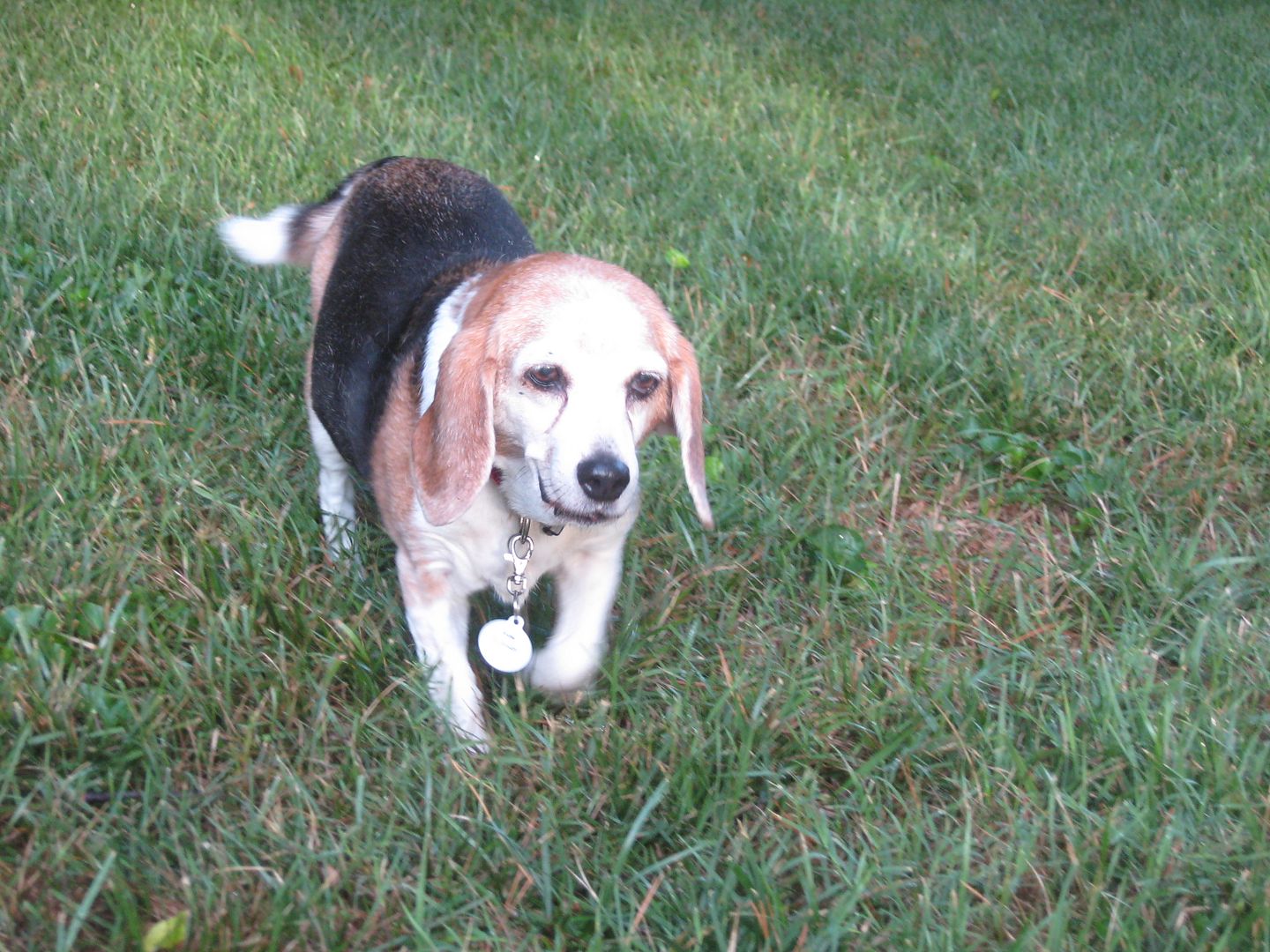 Sallie was out exploring the yard this morning