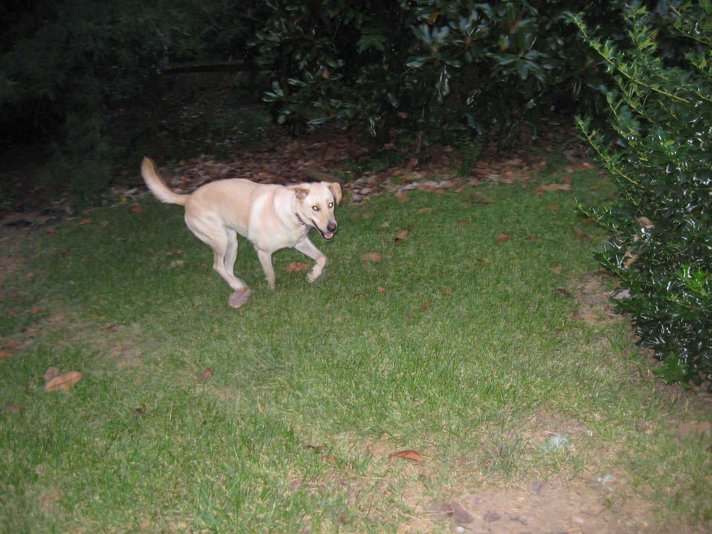 Trying to catch an action photo of Sparky zooming around the yard!!