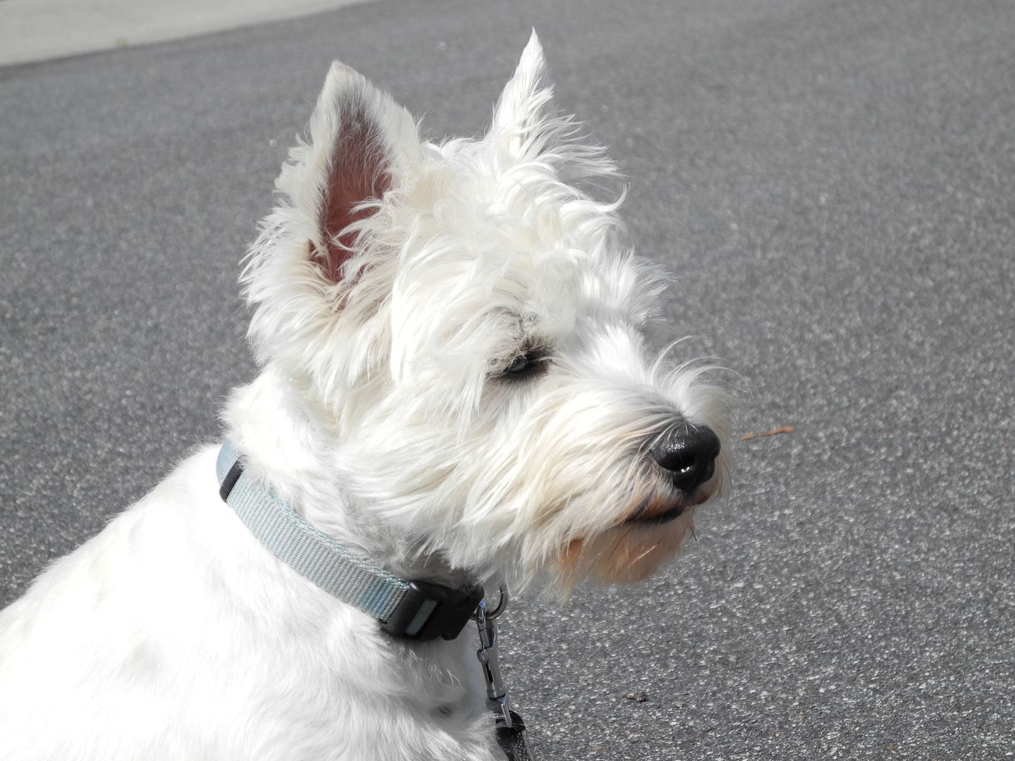 Brady.... intently watching a neighbors house whose dogs are in the backyard and he can hear them.