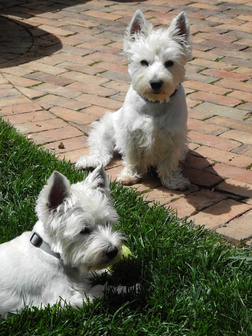 Brady and Ferguson hanging out in their newly fenced backyard.  They love it!!!!