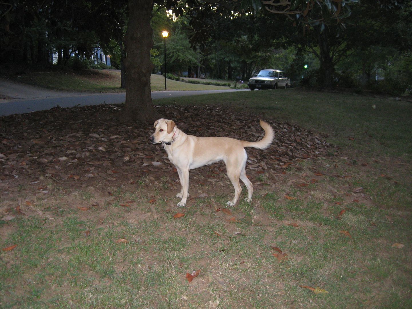 Sparky LOVES LOVES LOVES being outside!