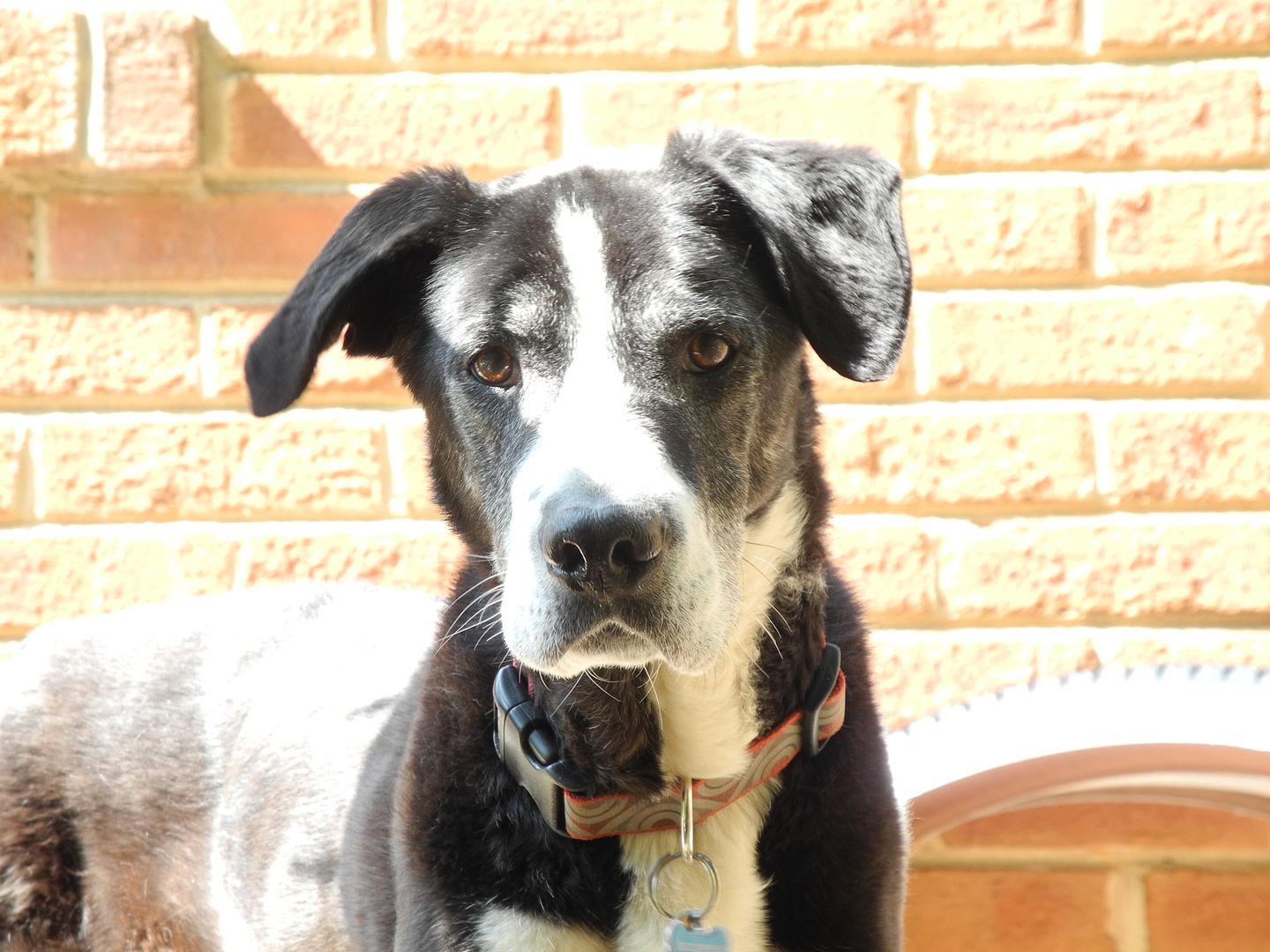 Zack is another one whose ears make me laugh.  Sweet boy!