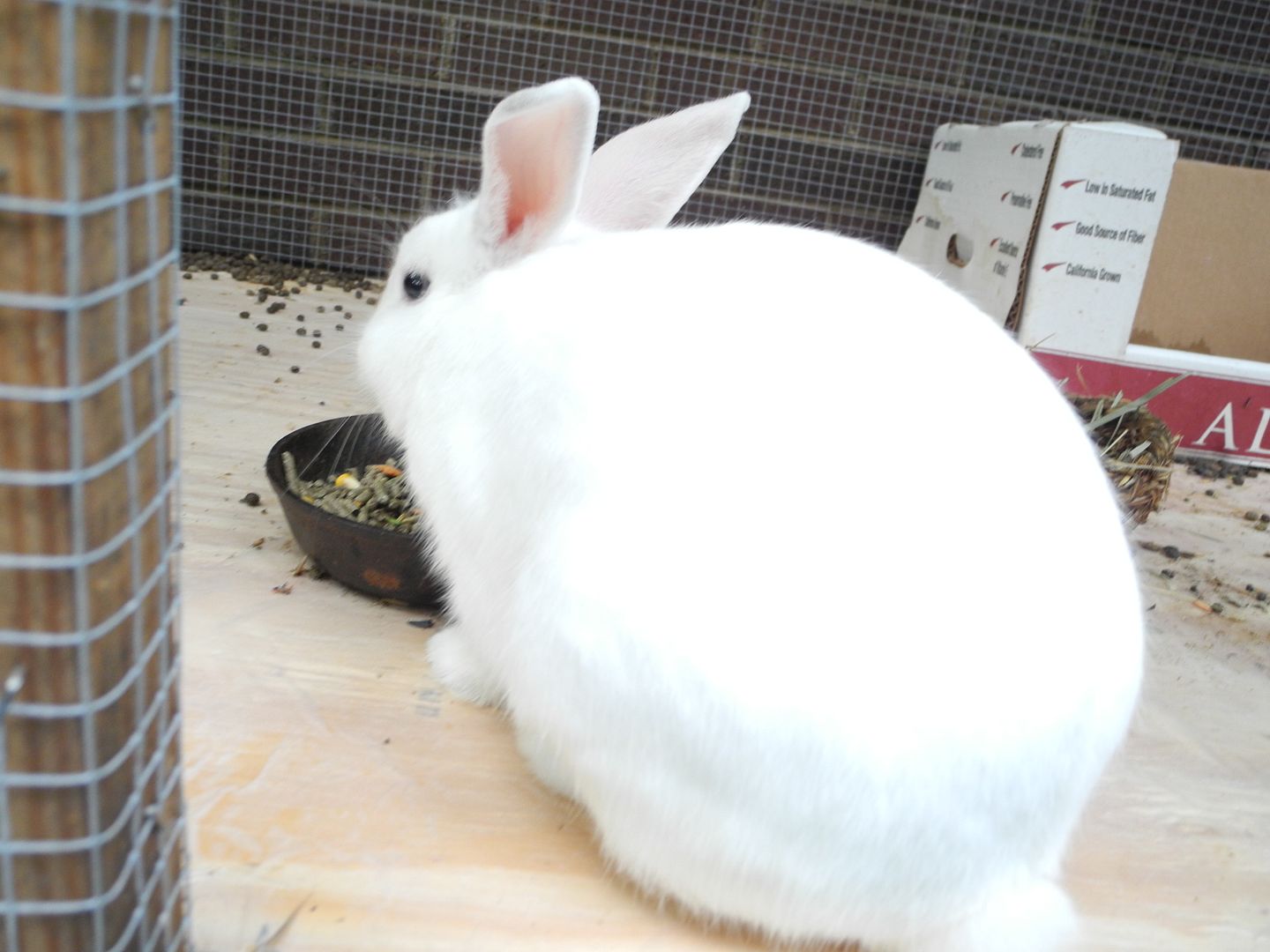 Steele back in his cage and ready for some breakfast.