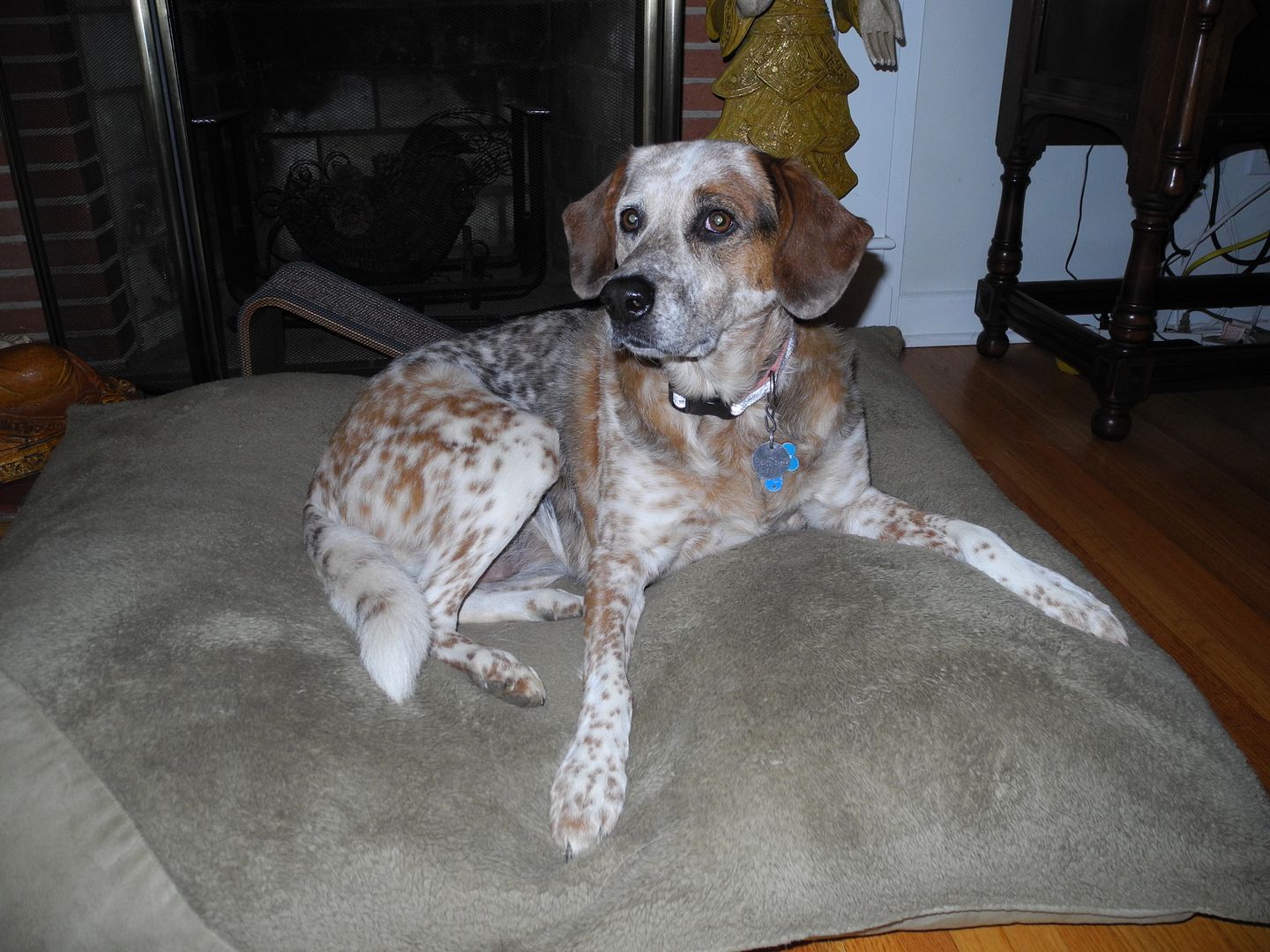 Sadie last night on her bed.  So sweet!   I got kisses too!