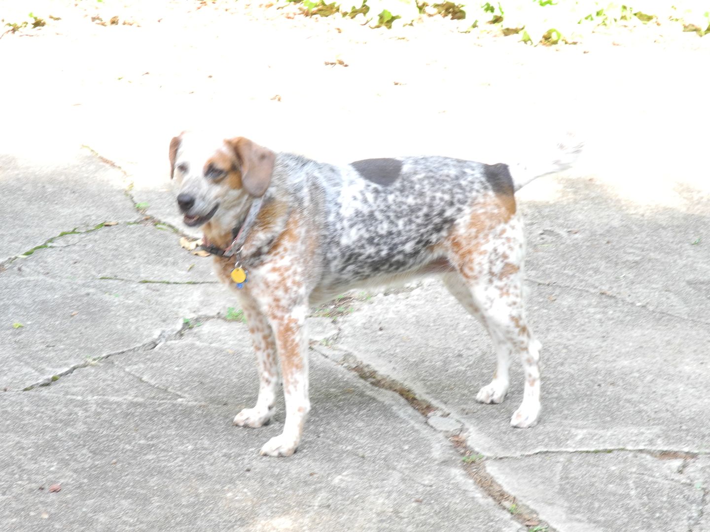 Sadie enjoyed hanging out in the backyard this morning.