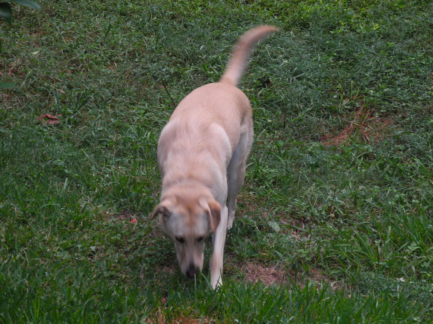 Sparky was busy checking out her yard.