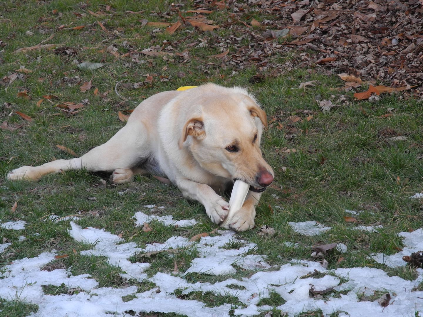 As I said, Sparky is happy as a clam outside with her bone!