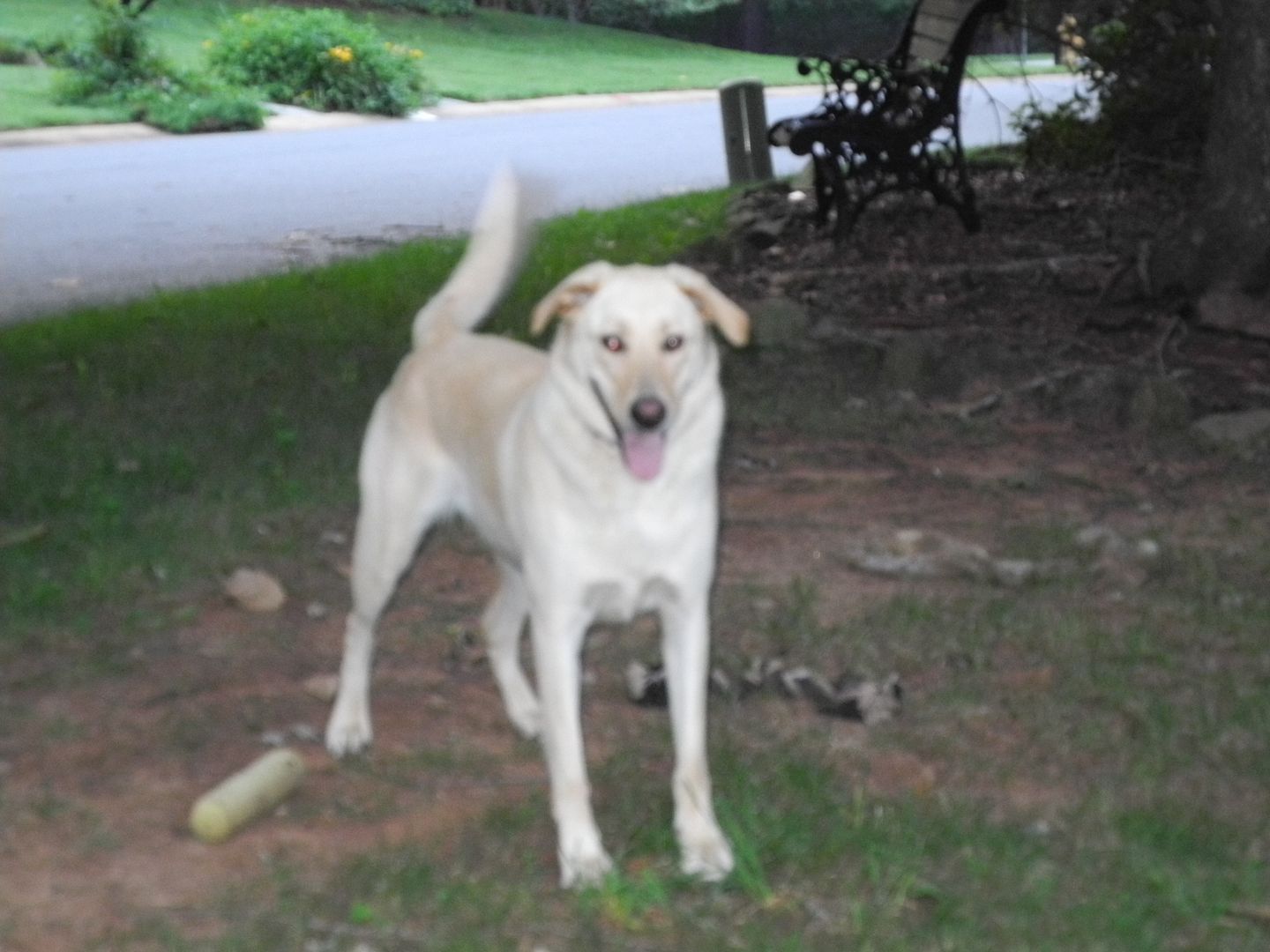 Sparky is ready to play!