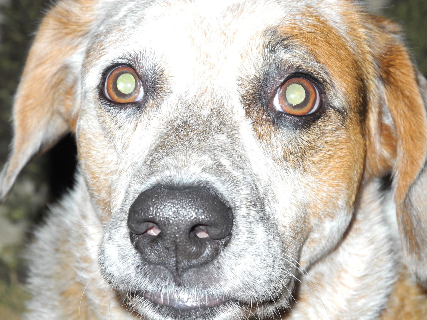 Sadie has been stalking Zacks uneaten food.