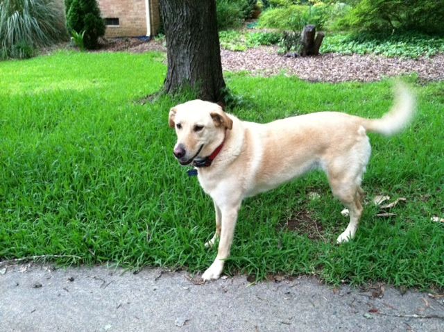 Sparky after just going outside this morning.