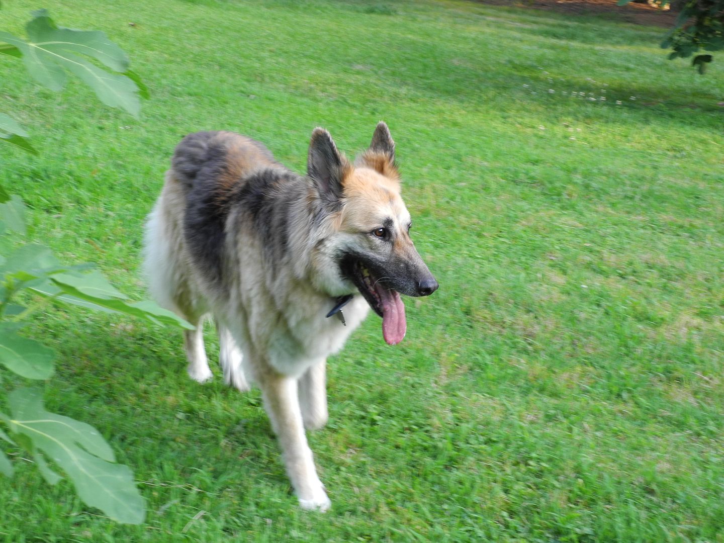 Rosie running through the yard.