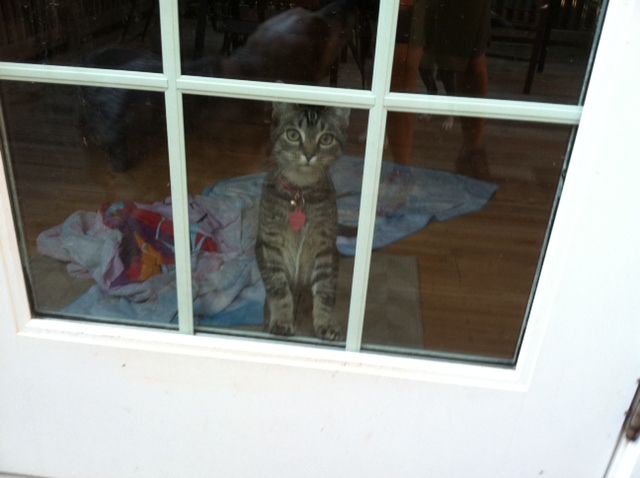 Henry really wants to be outside with Zack and Sadie!