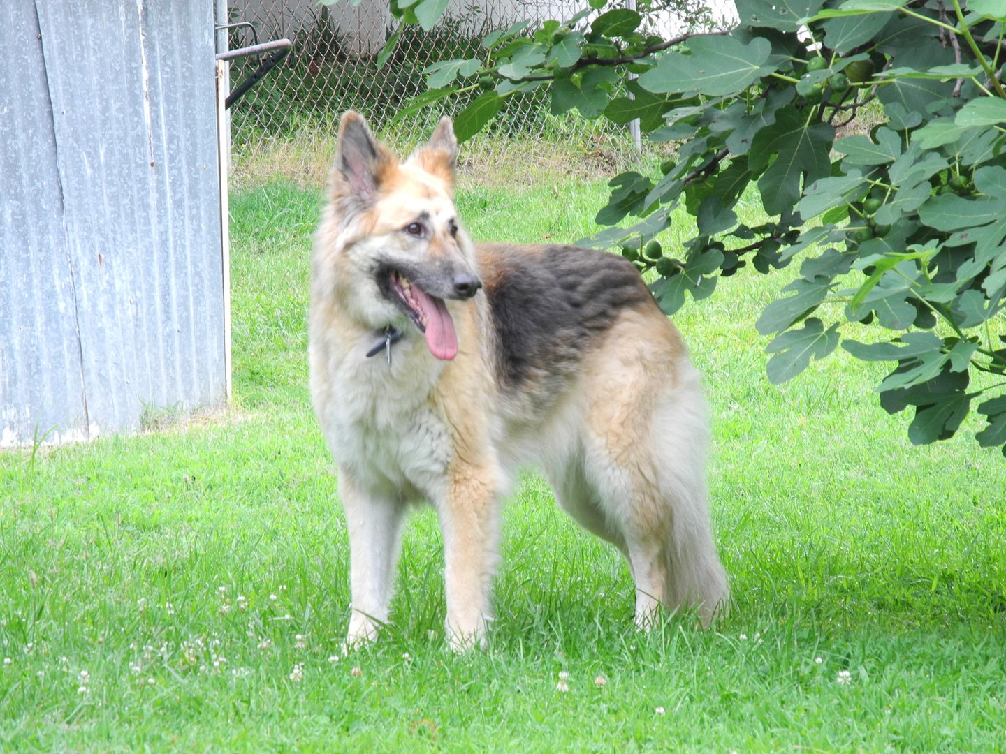 Rosie enjoyed hanging out in the yard this morning!