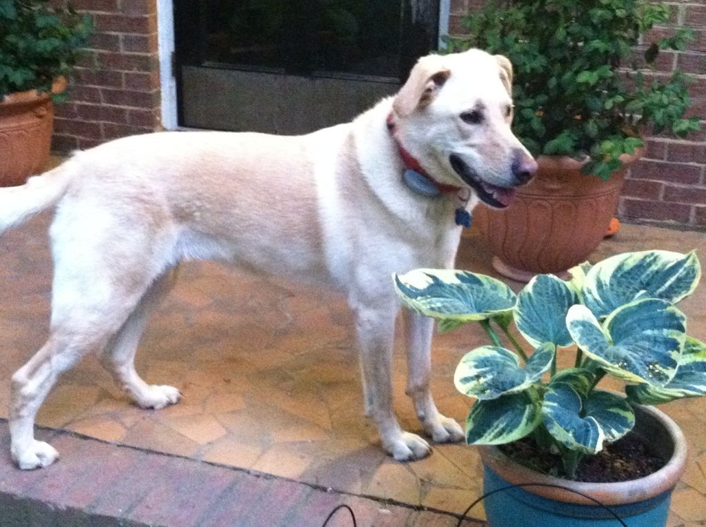 Sparky after she has been zooming around the yard.