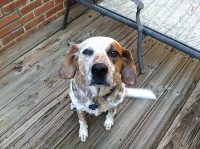 Sadie - sitting very nicely for her photo opp!