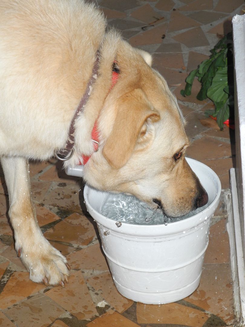 Sparky, hydrating :)