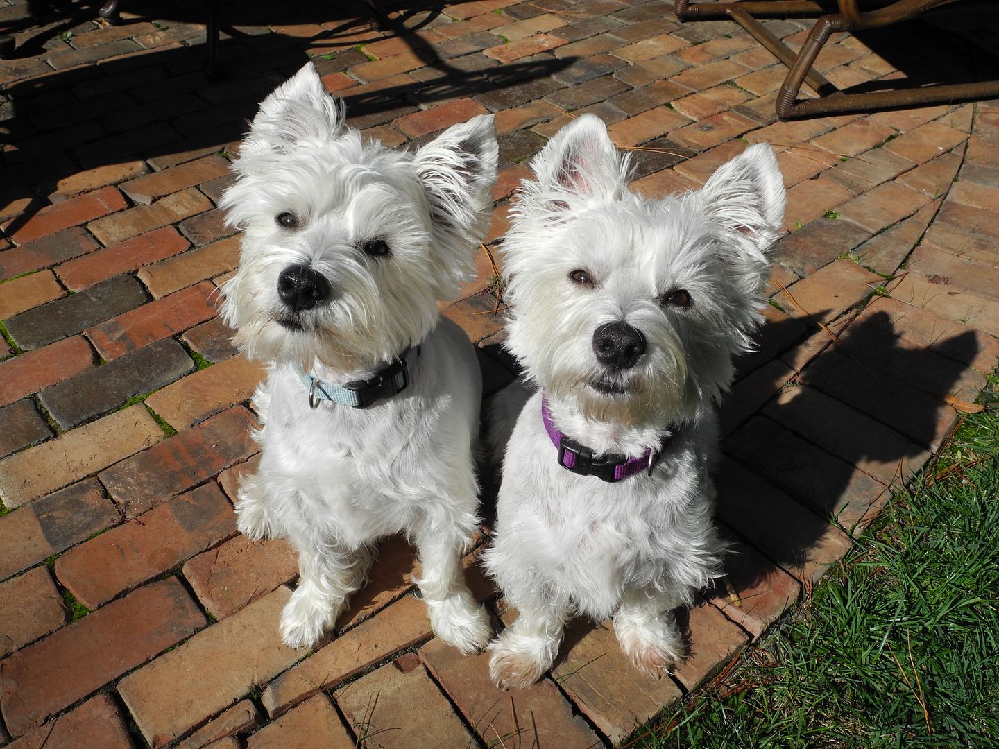 2 year old brothers Brady & Ferguson