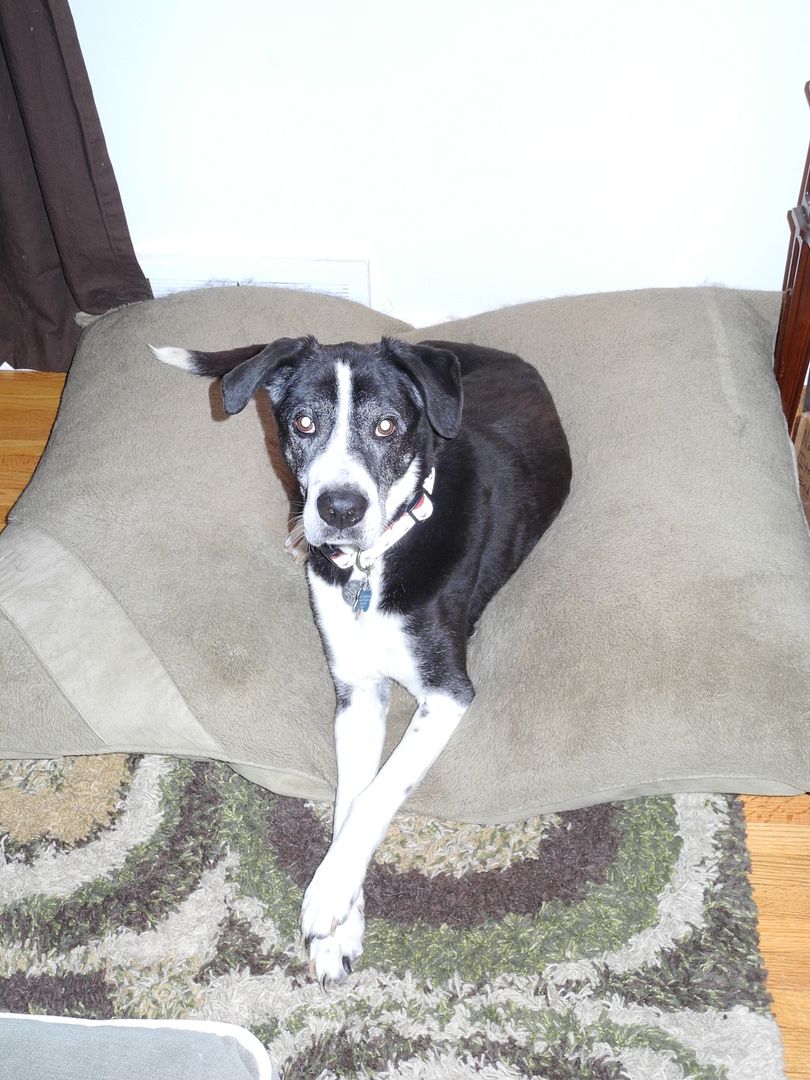 Zack later curled up on his bed.... so cute!