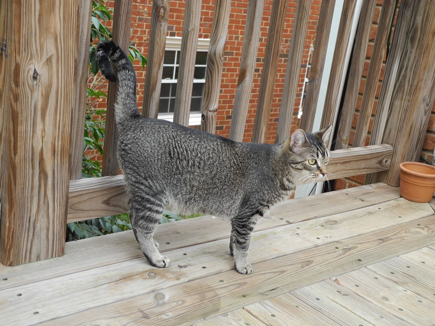 Henry was hanging out on the deck yesterday afternon.  It was really nice out!