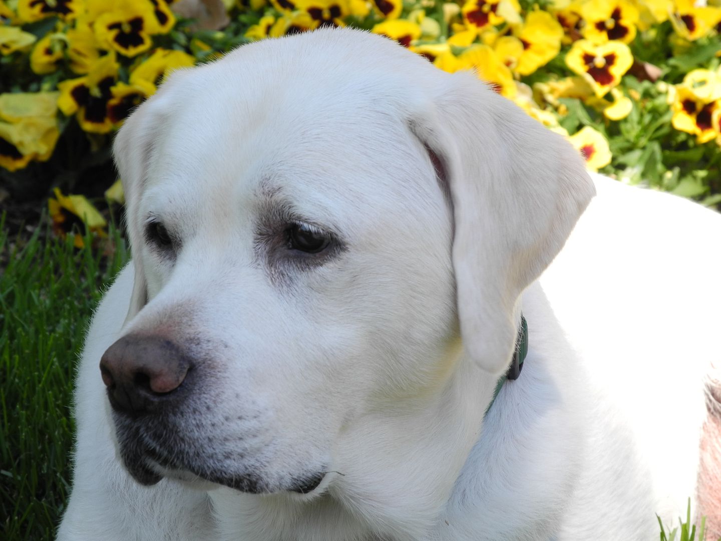 Photogenic Fillmore relaxing in his yard.