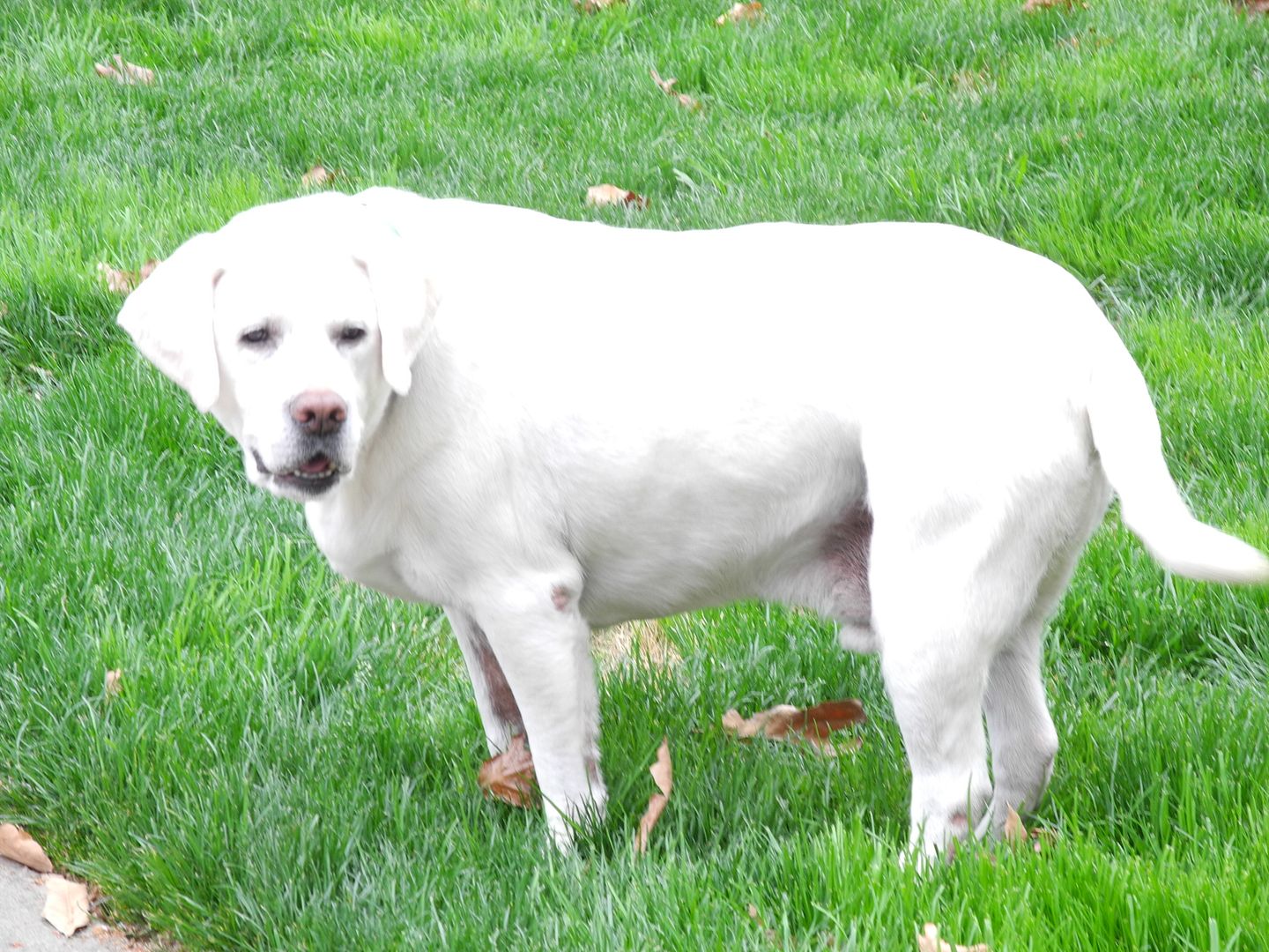 Fillmore was checking out the backyard.