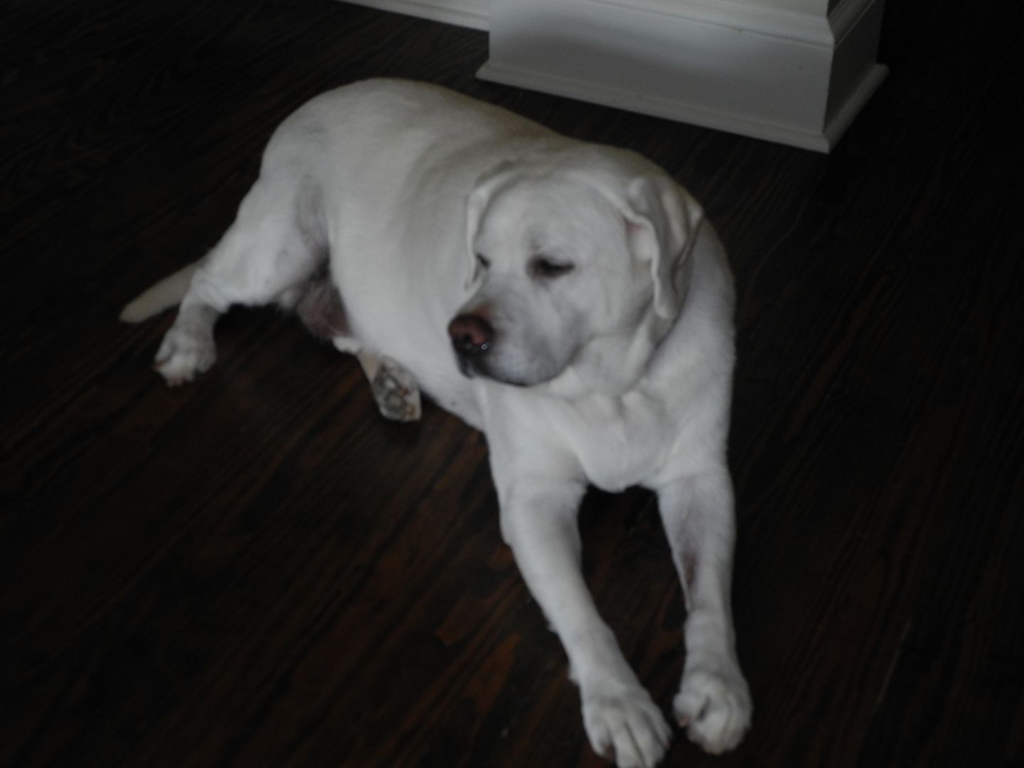 Fillmore thinks the floor feels good after our walk!