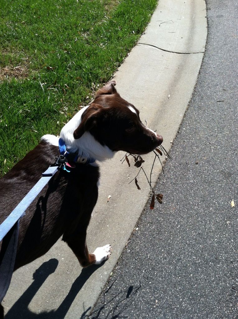 haha... Rooney wanted to carry this small branch around as we walked!