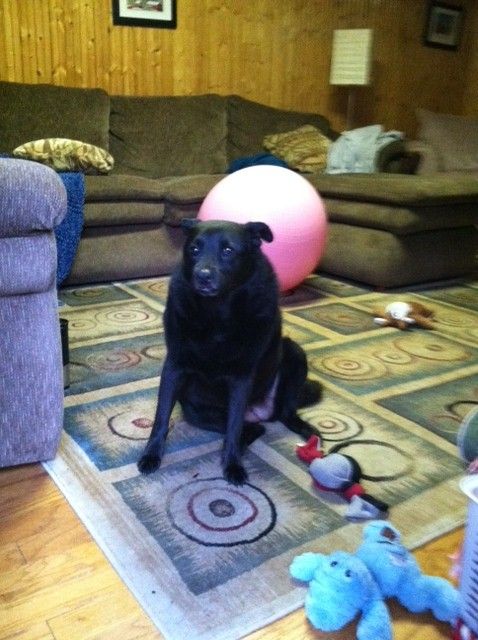 Gracie had finished her business outside and was just waiting for Maisy to do the same.  Maisy did too!