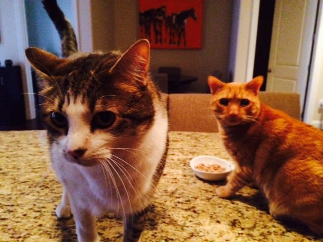 Piccolo and Peanut are patiently (ha!) waiting for me to make their breakfast!