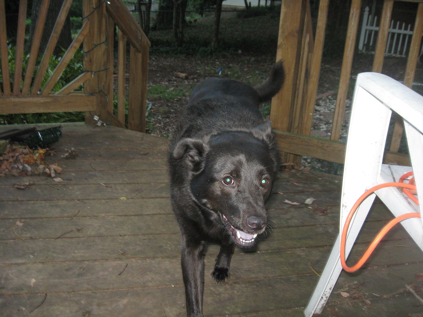 Gracie was finished with all of her business this morning so she was coming back to me so I would pet her some more!