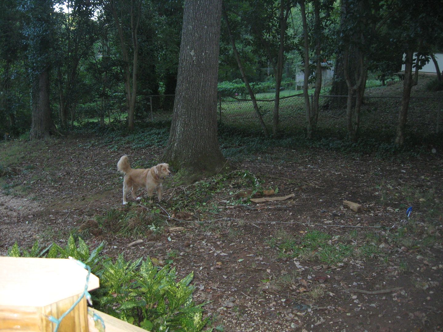 I snuck in a picture of Maisy as she was wandering around the yard this morning.