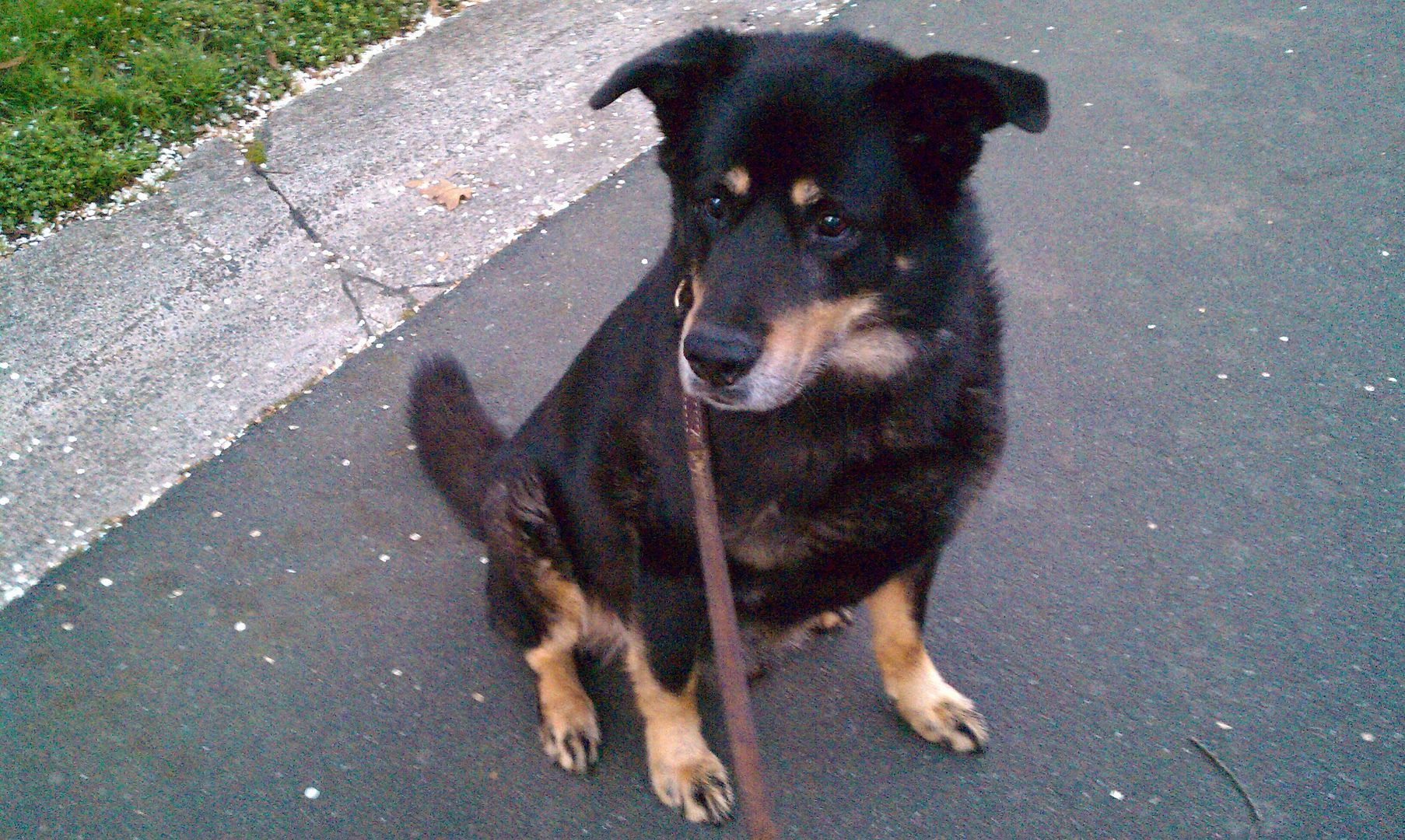 ahhh, look how happy and content Homer looks out on his walk.  Apparently taking a little rest while out on his walk! :)